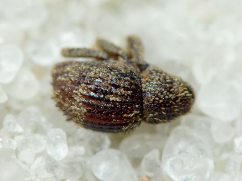 Acalles (Acalles) echinatus (Germar, 1824)